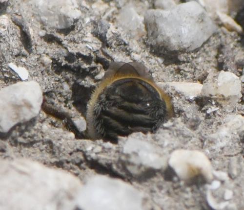 Réf. 258 620 : Hoplitis sp.